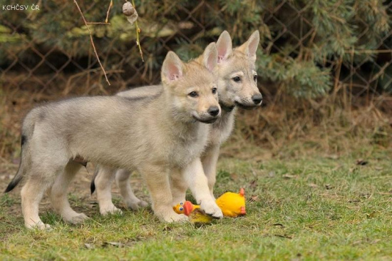 Czechoslovakian Wolfdog - puppies "B" litter z Jevanskeho lesa