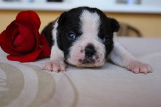 Sprzedaż szczeniaków rasy Boston Terrier z rodowodem