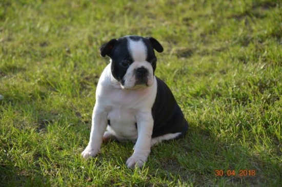 Boston Terrier na sprzedaż