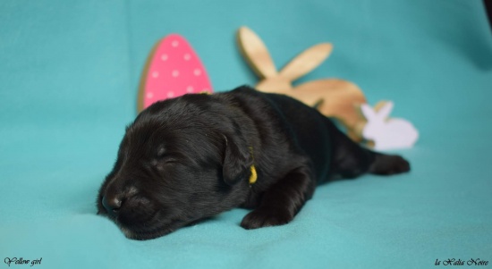 Briard puppies FCI