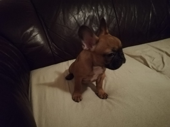 Buldog francuski - złoty, czarny nos