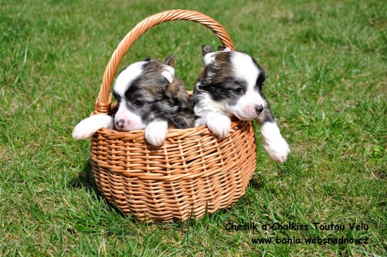  Chinese Crested Dog - piękne szczenięta