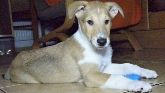 Collie krótkowłosa
