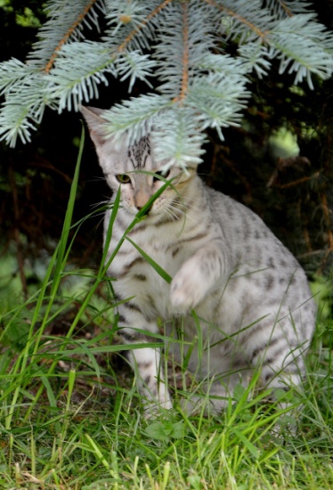 Savannah F SBT