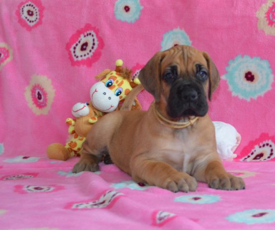 Great Dane yellow