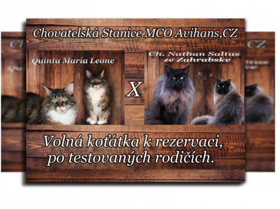 Hodowla MCO Avihans, CZ
