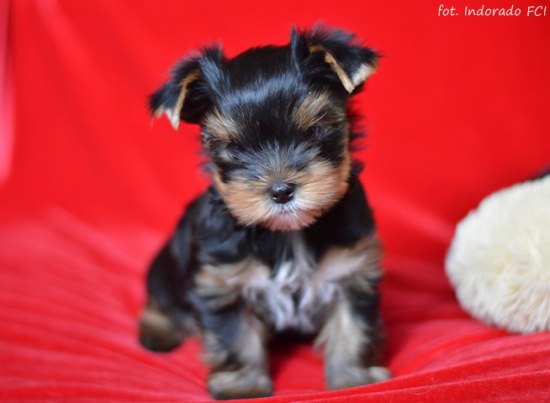 Yorkshire Terrier śliczne pieski na sprzedaż, metryki ZKwP (FCI)