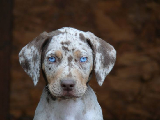  Louisiana leopard dog with pedigreee