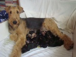 AIREDALE TERRIER - puppies for sale
