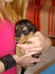 AIREDALE TERRIER - puppies for sale