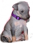 American hairless terrier puppies