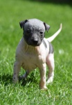 American hairless terrier puppies