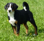 Appenzeller cattle dog puppies with FCI pedigree