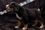 Appenzeller Sennenhund puppies FCI