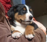 Appenzeller Sennenhund puppies FCI