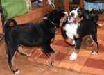 Appenzeller Sennenhund puppies with pedigree