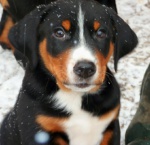 Appenzeller szczenie 