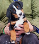 Appenzeller szczenie 