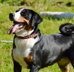 Appenzeller szczenięta z rodowodem