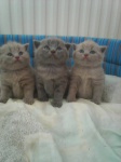 Beautiful British lilac kitty registered by FIFE from CZ
