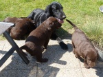 Beautiful brown puppies Flat Coated Retriever