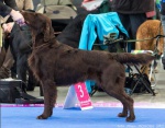 Beautiful brown puppies Flat Coated Retriever