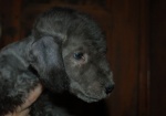 Bedlington terrier