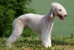 Bedlington terrier