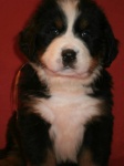 Bernese Mountain Dog
