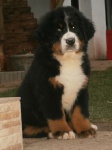 Bernese Mountain Dog 