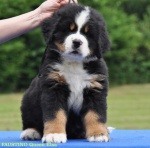 Bernese mountain dog - puppies with FCI pedigree