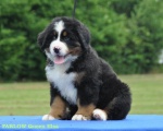 Bernese mountain dog - puppies with FCI pedigree