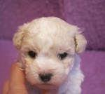 Bichon Frise 