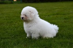Bichon Frisé with pedigree