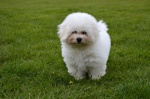 Bichon Frisé with pedigree