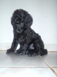 Black Standard Poodle puppy