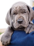 Blue Great Dane