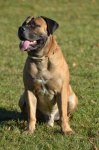 Boerboel