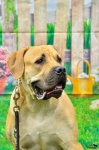 Boerboel