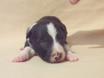 Border collie puppies with pedigree
