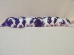 Border collie puppies with pedigree
