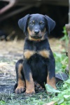 Breeding station OLIVIN (Beauceron)