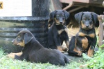 Breeding station OLIVIN (Beauceron)