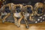 Brindle puppies Great Dane with pedigree 
