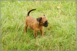 Brussels Griffon, Petit Brabançon puppies with pedigree