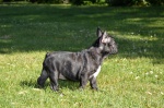 Buldog francuski z rodowodem