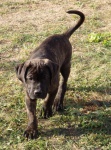Cane Corso - beautiful puppies with pedigree