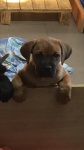 Cane Corso male puppy with pedigree for sale