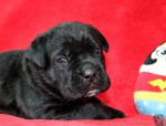 Cane Corso puppy