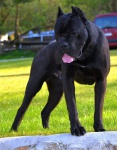 Cane Corso szczenięta na sprzedaż
